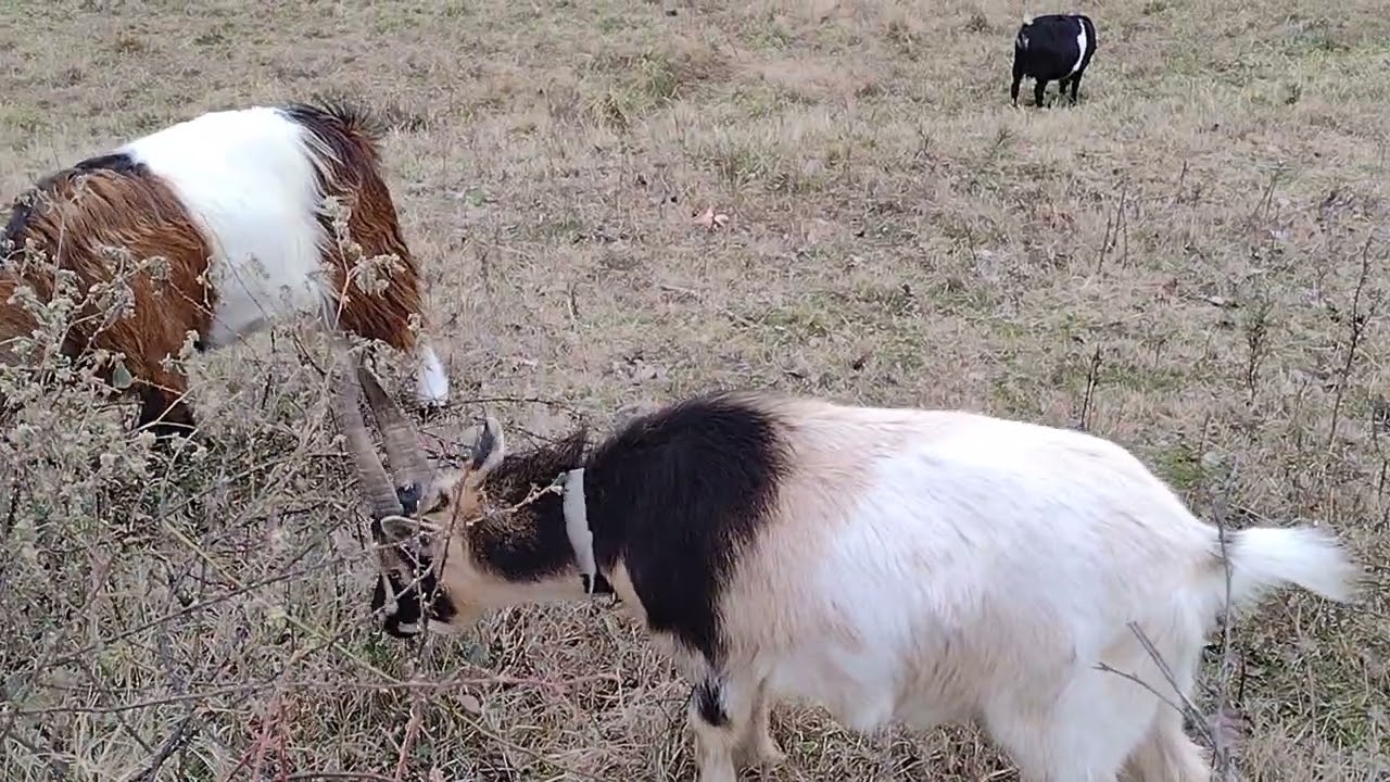 A goat family enjoyed their food at Shelby farm. Please Subscribe to the channel Thanks 