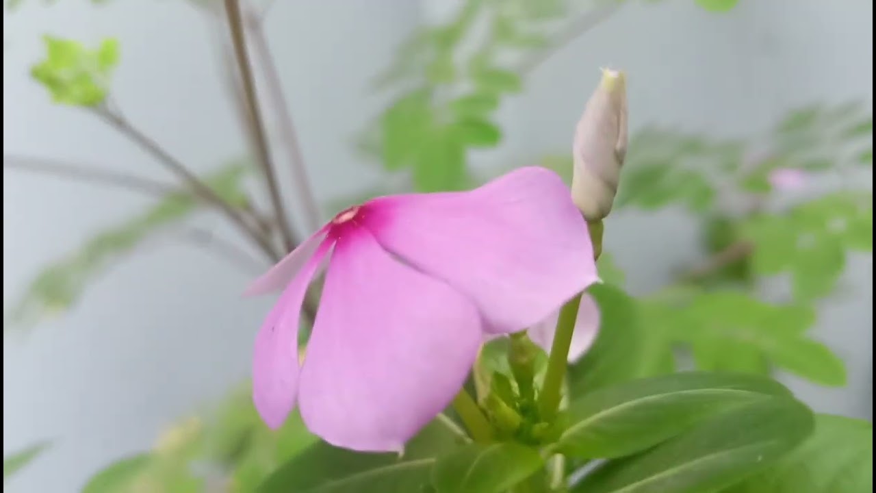 मेरे बगीचे में चमेली की बहार | हर तरफ खुशबू ही खुशबू🌺🌺🐦🐦🦜🦜🌱🌿🌿