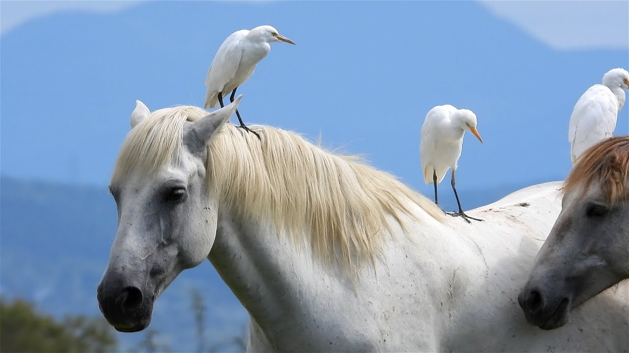Aironi guardabuoi e cavalli Camargue: complici interessati