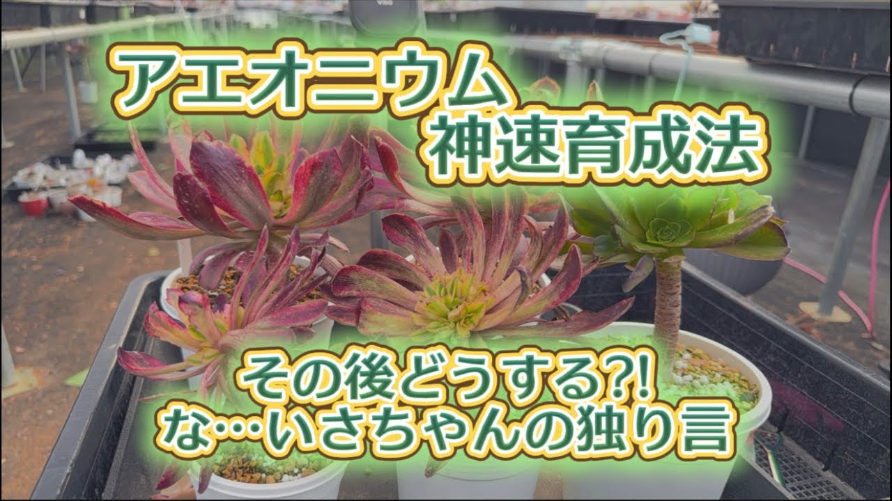 【アエオニウム】【神速育成】させる作業配信💖その後…どうする?!…な…【いさちゃんの独り言】