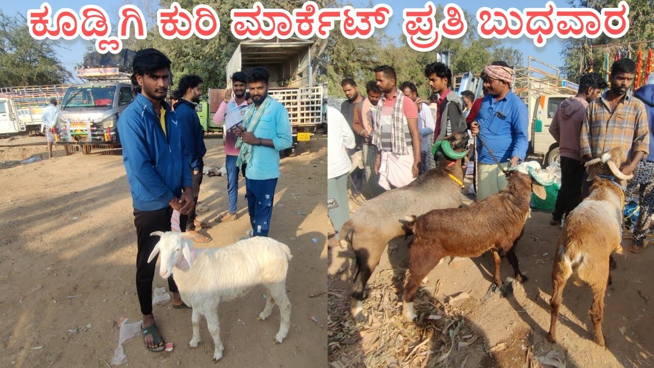 ಕೂಡ್ಲಿಗಿ ಕುರಿ ಮಾರ್ಕೆಟ್ ಪ್ರತಿ ಬುಧವಾರ 11/2/2026 Kudligi Sheep Market Every Wednesday