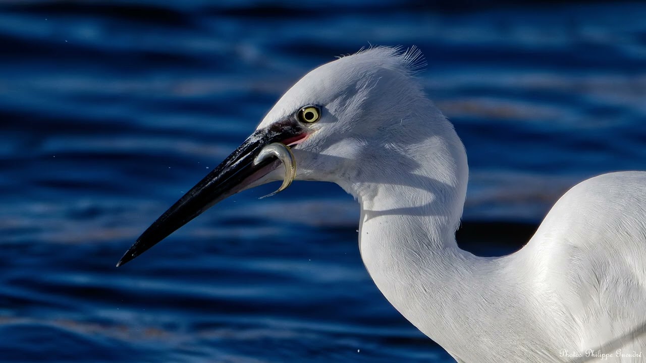 Marquenterre le repas de l'aigrette