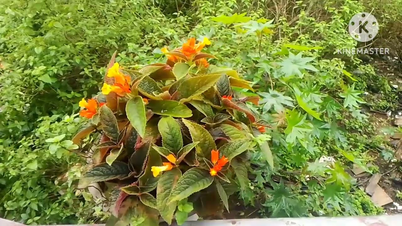 My Beautiful Flower plant