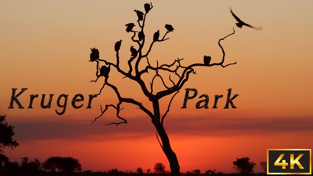 Sunrise in Africa, a Wild Travel Journey in the Kruger National Park