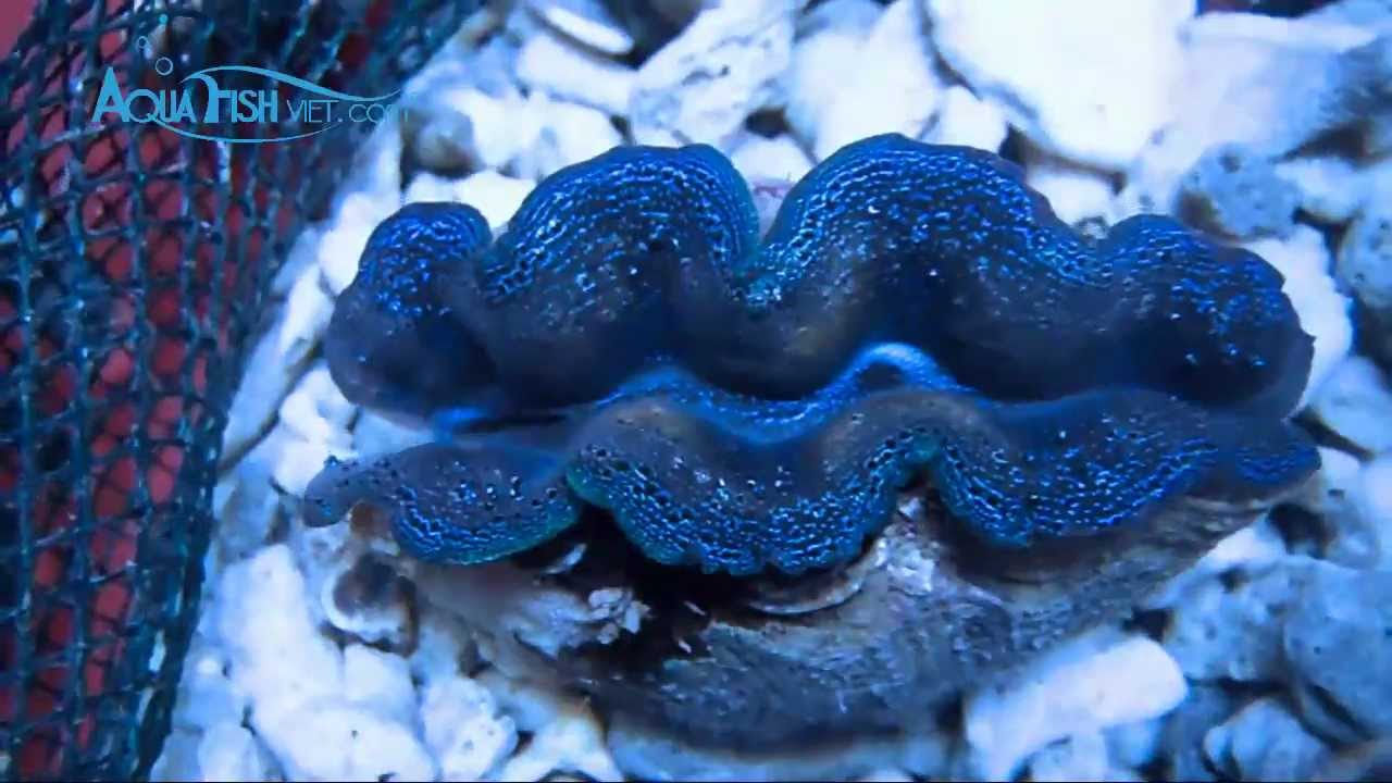 Blue Crocea Clam (Tridacna Crocea) || AquaFishViet.com