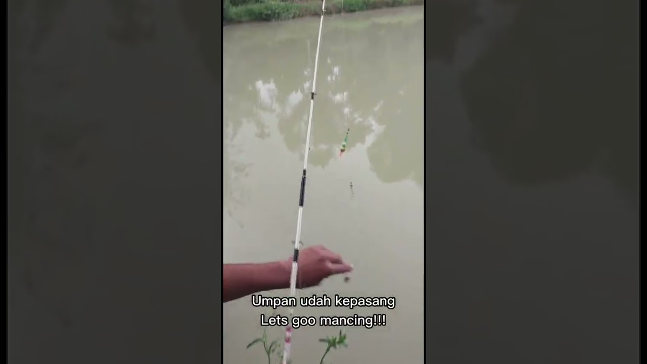 MANCING PAKAI MAGGOT FRESH LANGSUNG STRIKE! 