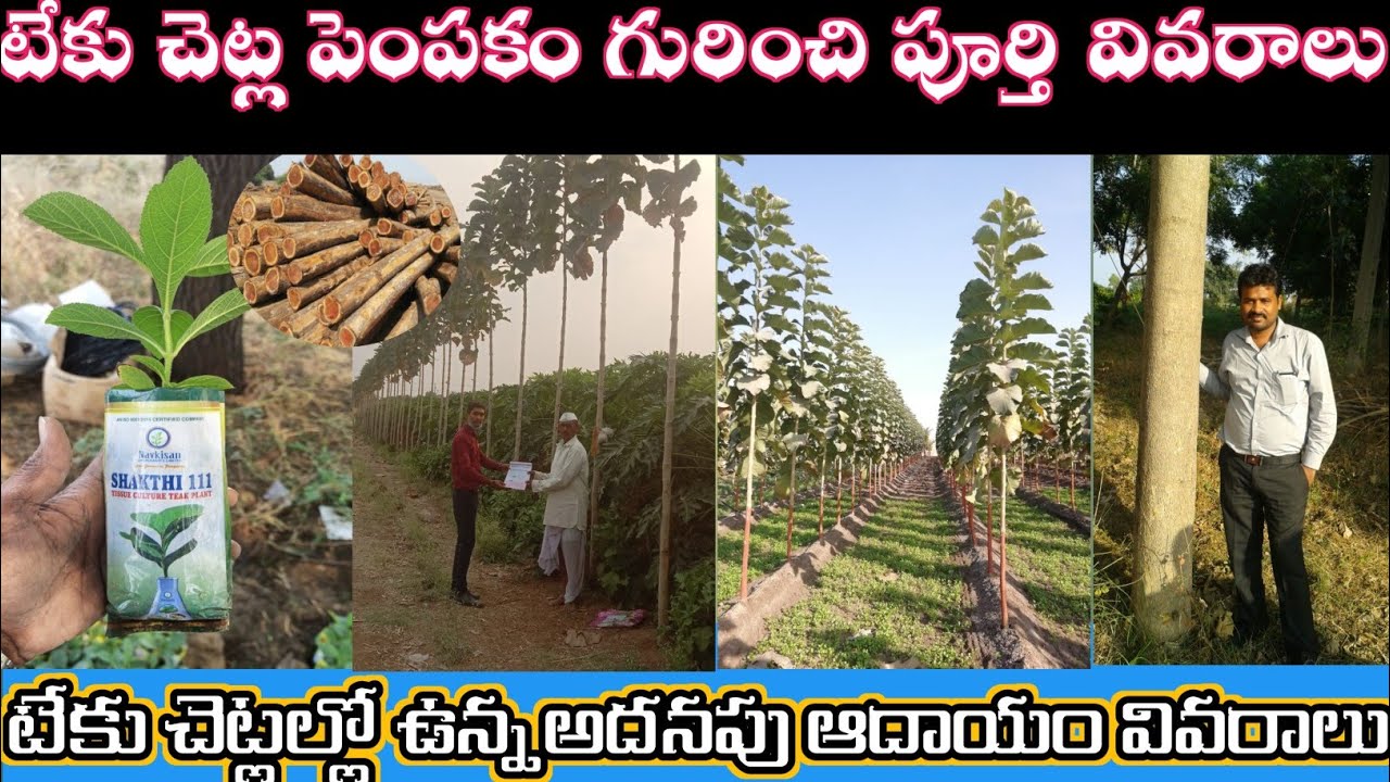 Tissue Cultural teak Cultivation Telugu || టేకు చెట్ల పెంపకం || teak -Sandalwood Crop Cultivation