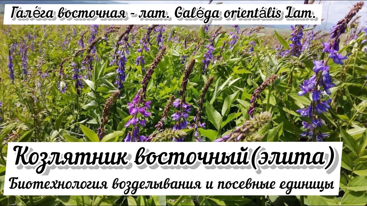 Козлятник Восточный (Fodder Galega) - основа дешёвой кормовой базы ООО 