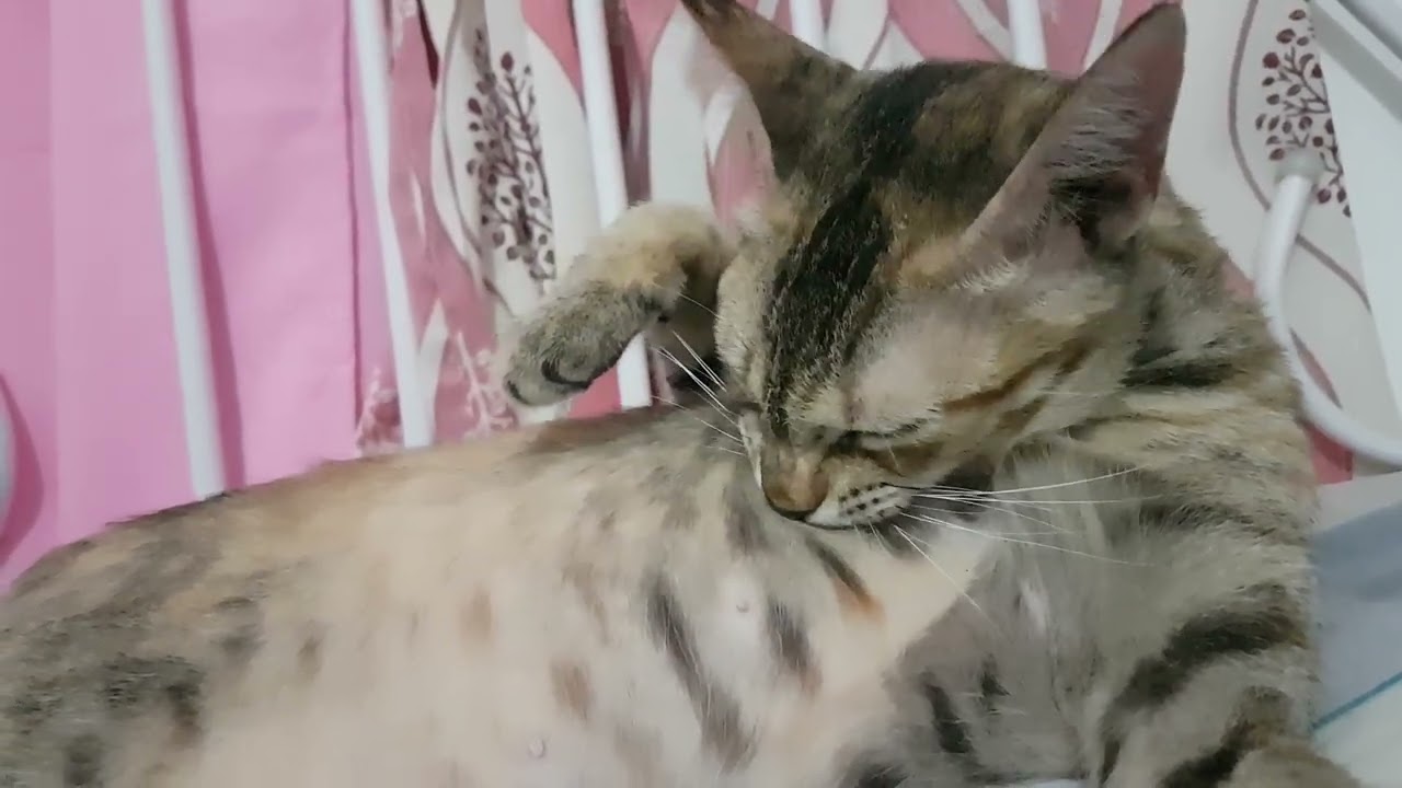ASMR Female Cat Grooming