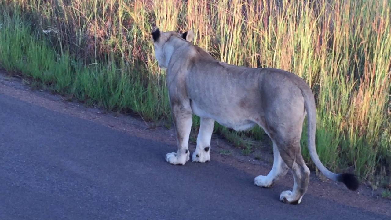 Pilansberg - Central Lion Pride