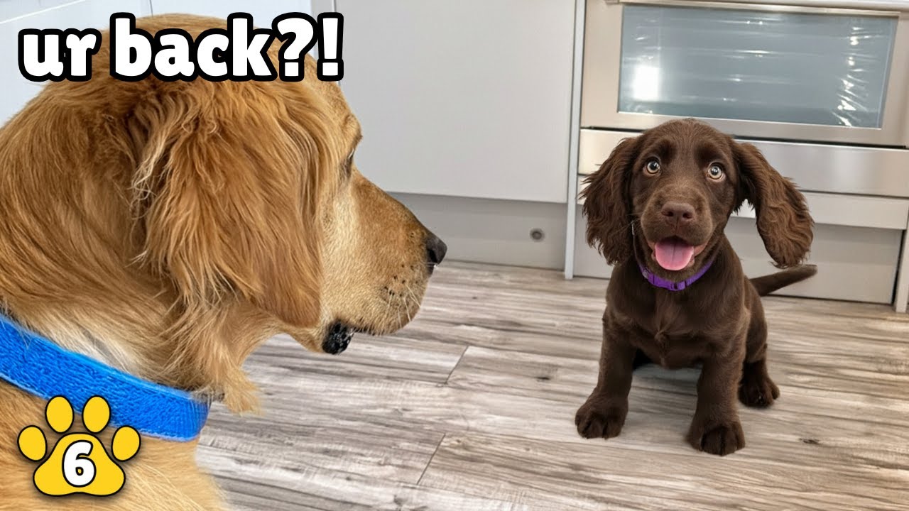 Golden Retriever Reunites with Cutest Rescue Puppy