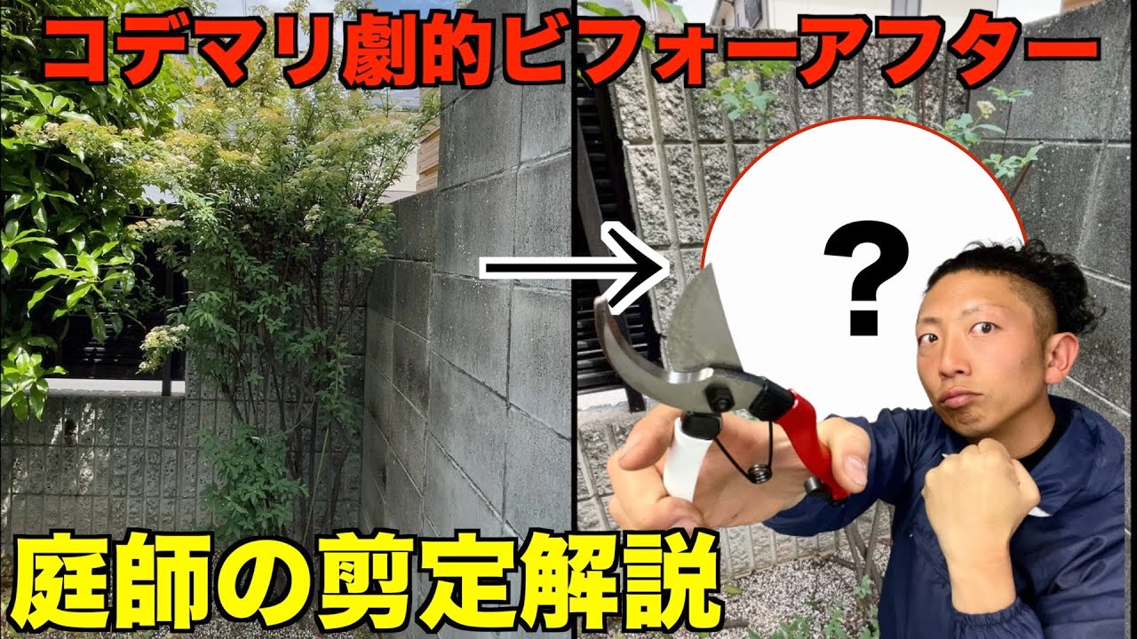 【劇的ビフォーアフター】花終わりのコデマリを庭師が剪定したらこうなった！Japanese gardener pruned
