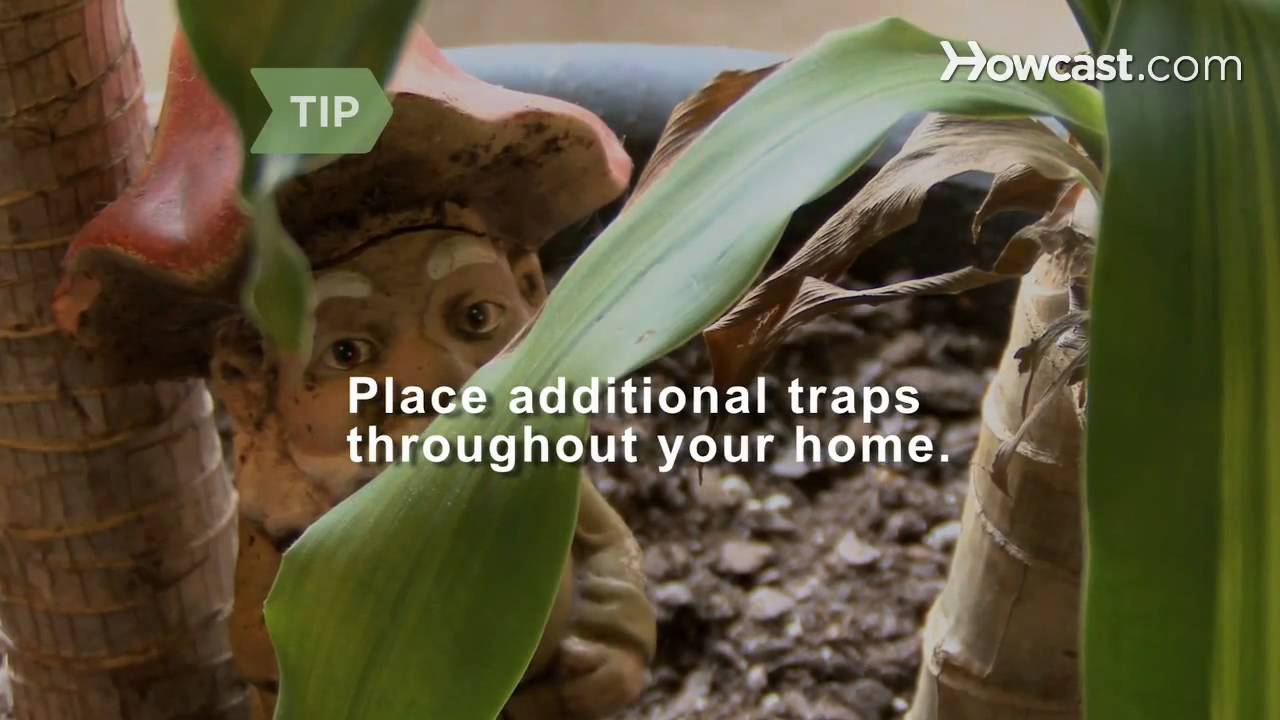 How to Get Rid of Gnats