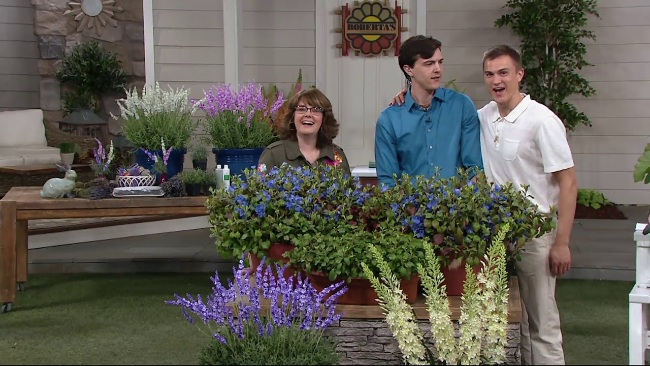 Roberta's 4-piece Hardy Plumbago Everywhere Groundcover on QVC