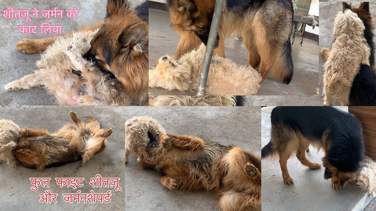 जर्मन शेपर्ड और शीतज़ू में लड़ाई हो गई देखे फुल वीडियो dog fighting full video 