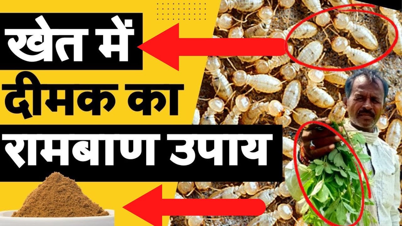 सभी फसलों में दीमक का पक्का जैविक हल | दीमक का रामबाण इलाज |Deemak khatam karne ka tarika | farming