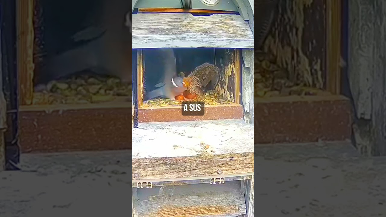 HALC&Oacute;N defiende su NIDO de una PALOMA 🕊️🦅 #curiosidades #datoscuriosos
