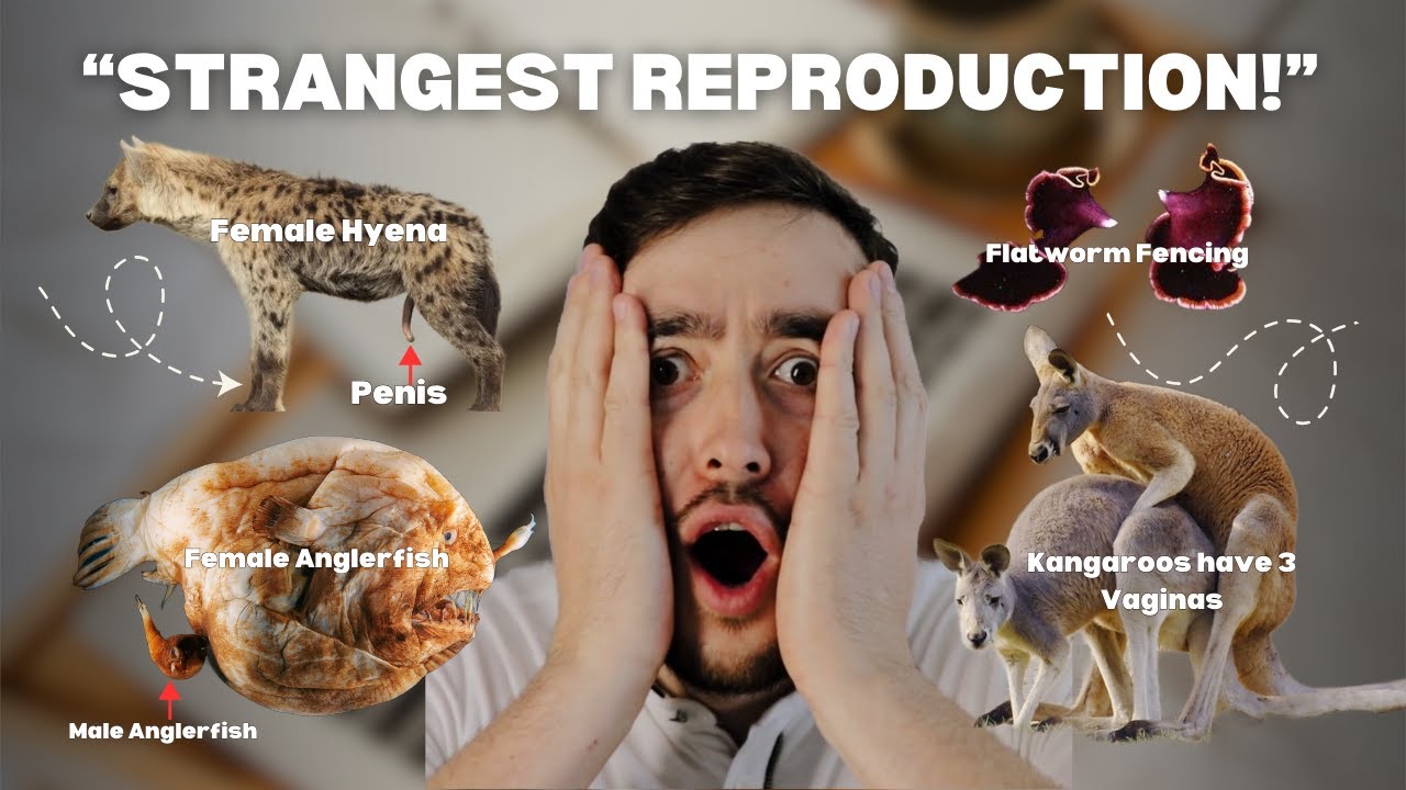  Five animals with the strangest, most unbelievable reproductive systems on Earth.