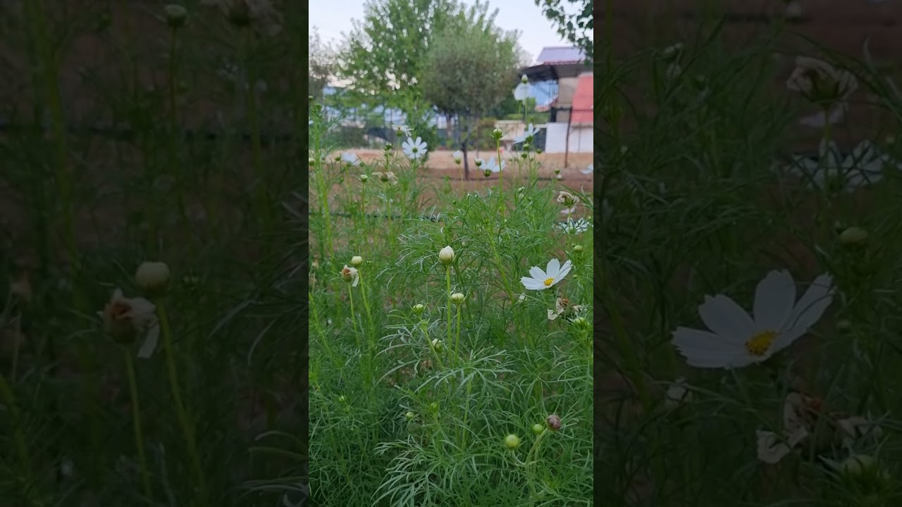 Rum Suresi, 50. Ayet. Allah &ouml;l&uuml;leri nasıl diriltir?
