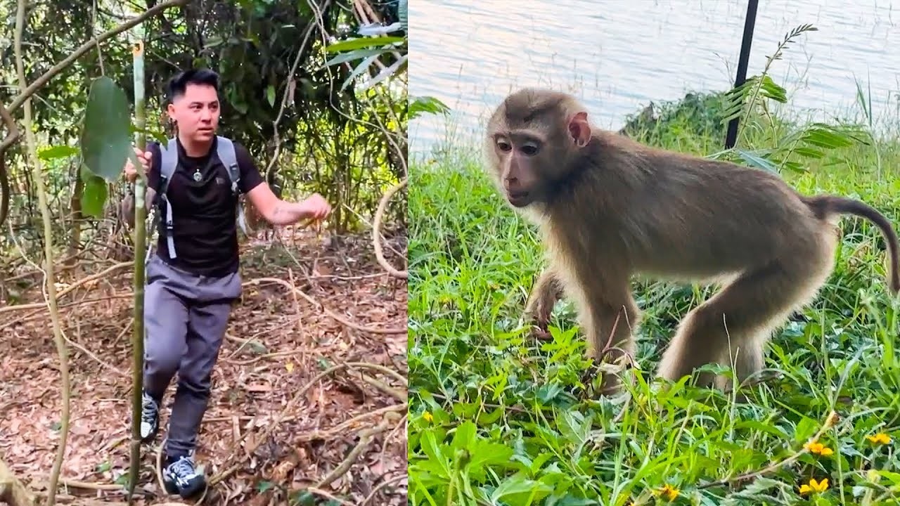 Dad has to overcome many difficulties and challenges to find Monkey Kaka.