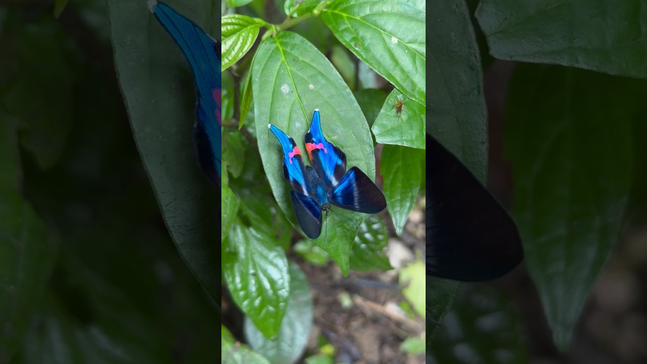 Periander Metalmark Butterfly 🦋
