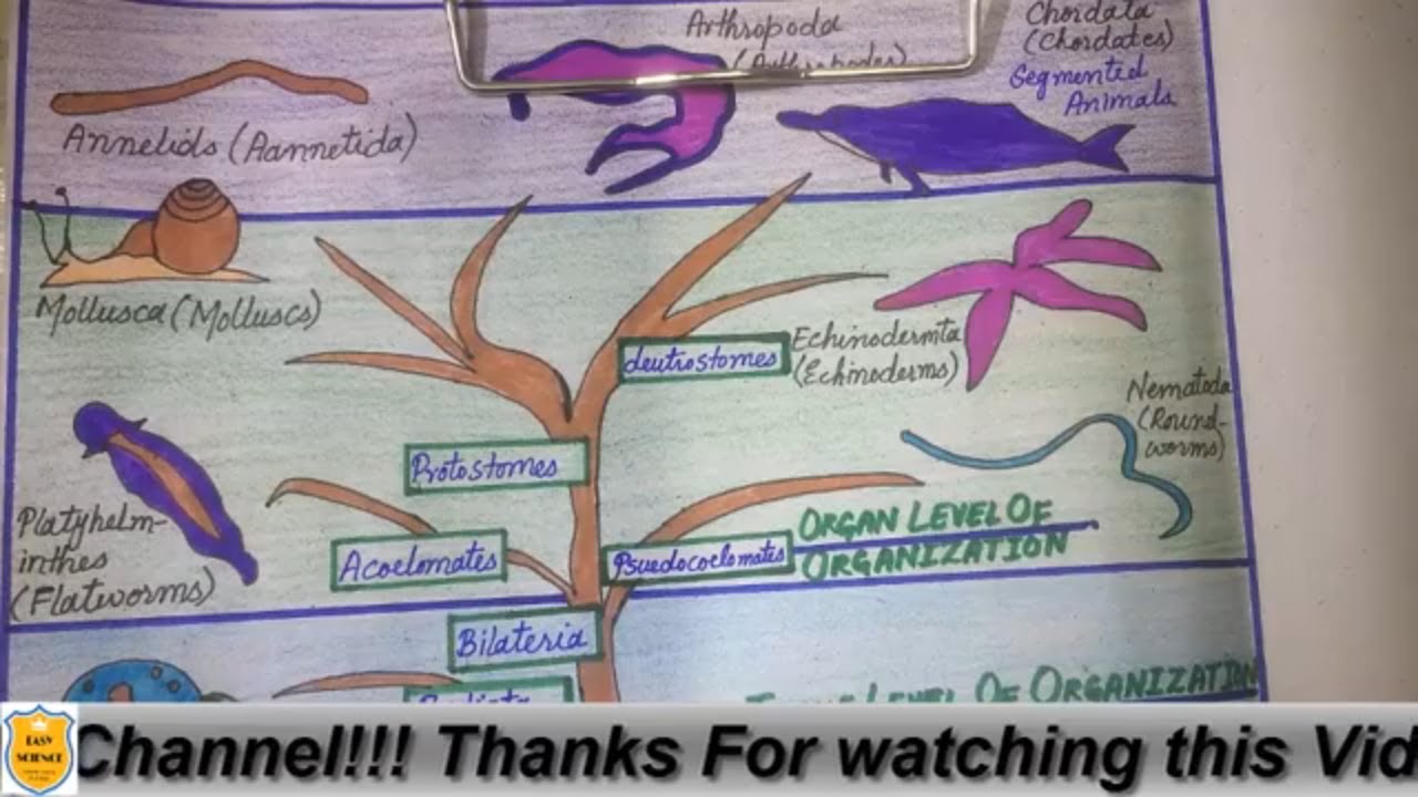 Lecture# 1: Animal Kingdom - Basis Of Classification | NEET | ETEA |AIIMS etc | Hindi/Urdu