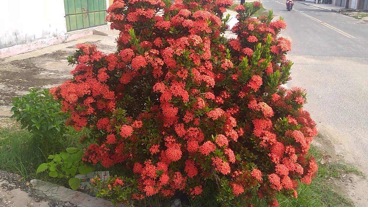 ixora linda planta