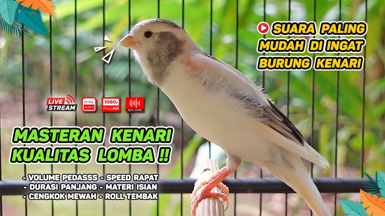 Kenari GACOR NGEREK‼️ Masteran Kenari PAUD dan Pancingan Kenari MACET BUNYI dan Betina NGIWIR - 227