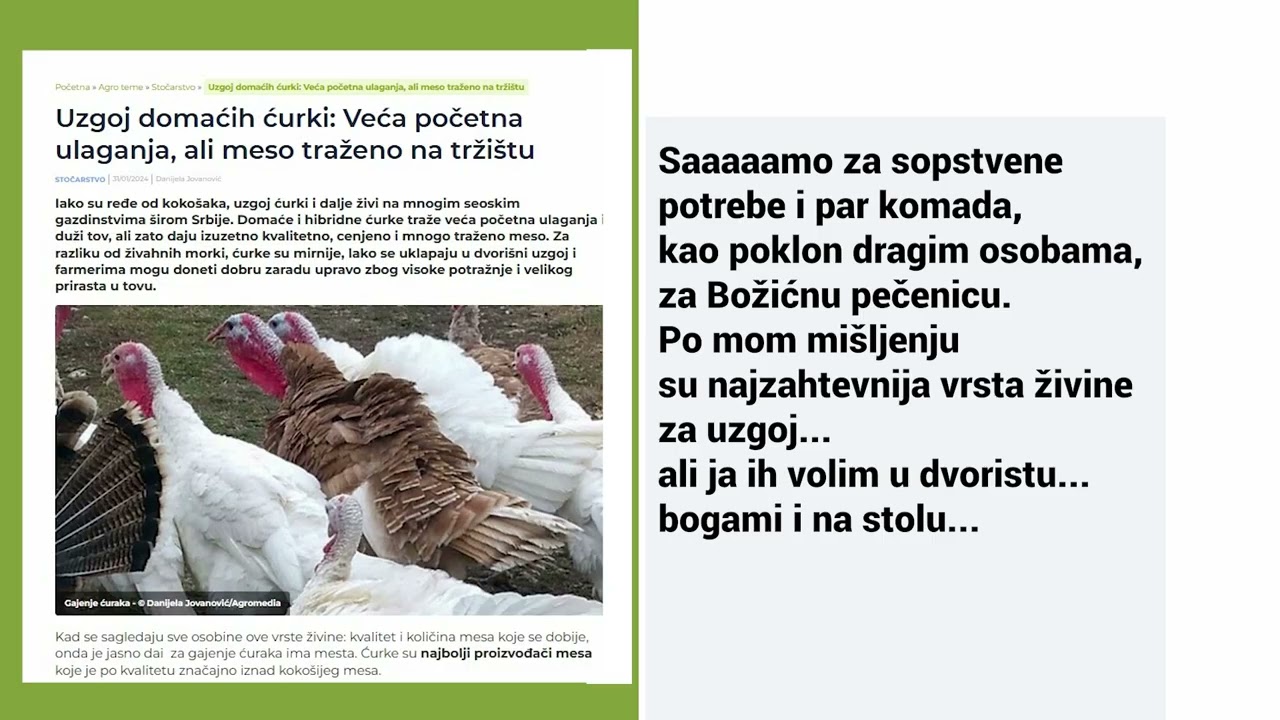Pitali smo vas: Koliko je težak, a koliko profitabilan uzgoj ćurki?
