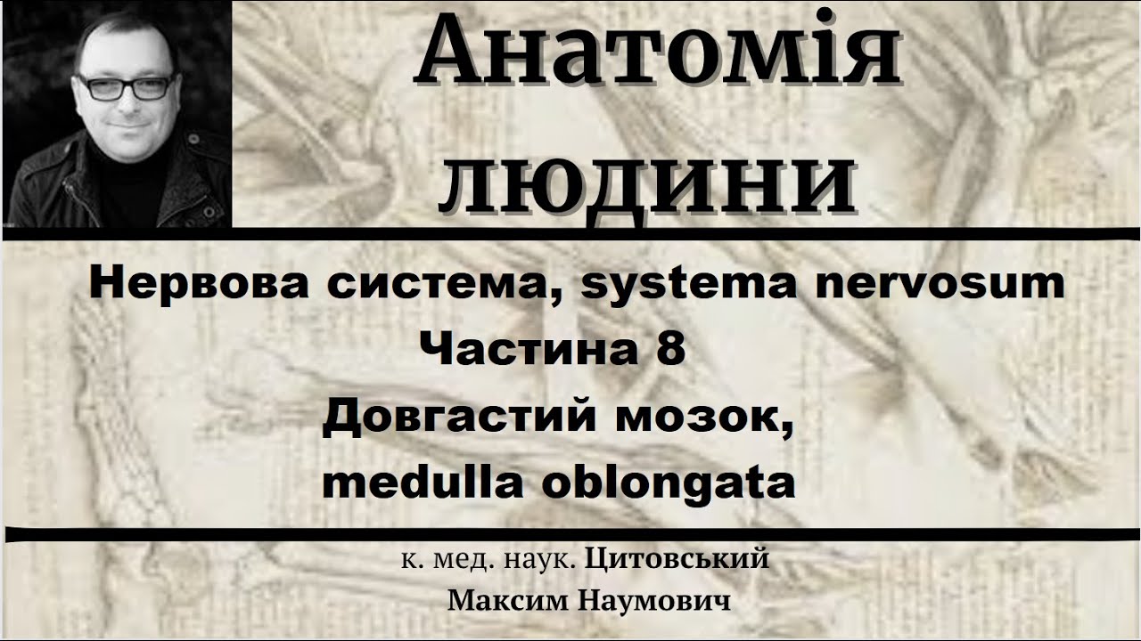 Нервова система, systema nervosum Частина 8  Довгастий мозок, medulla oblongata