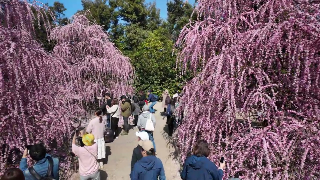 鈴鹿の森庭園　2026年3月1日