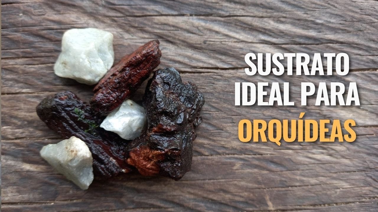 Sustratos y medios de siembra ideales para orquídeas