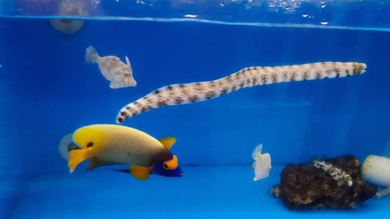 HUGE FISH STORE TOUR pt 2!! Gerber's Tropical Fish - Saltwater Edition
