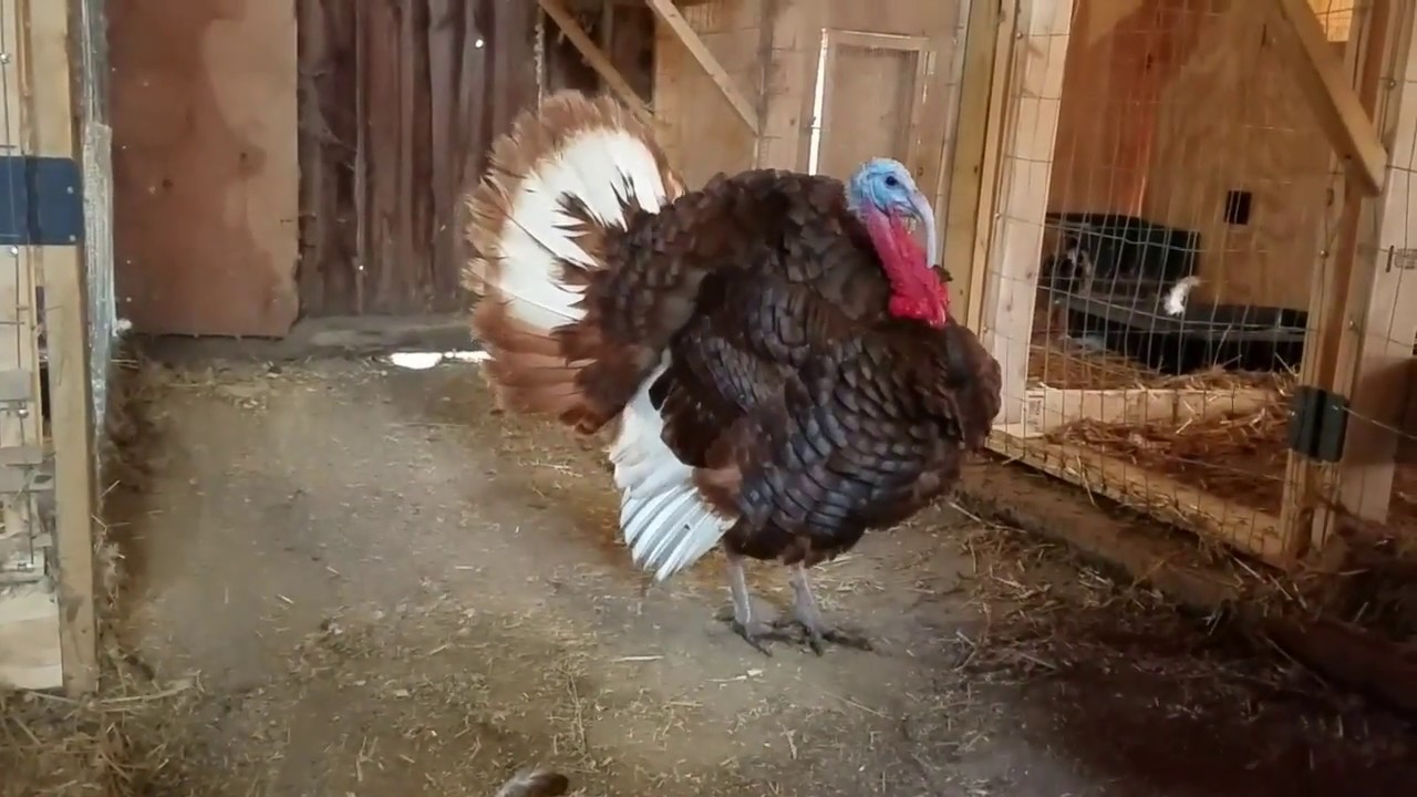 Bourbon Red Turkey Strut