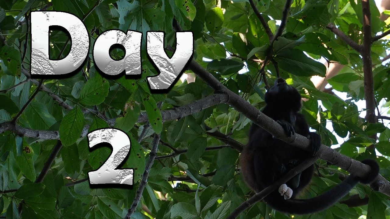 Cahuita National Park: The Caribbean Adventure You Didn't Know About - Day 4 Costa Rica Road Trip