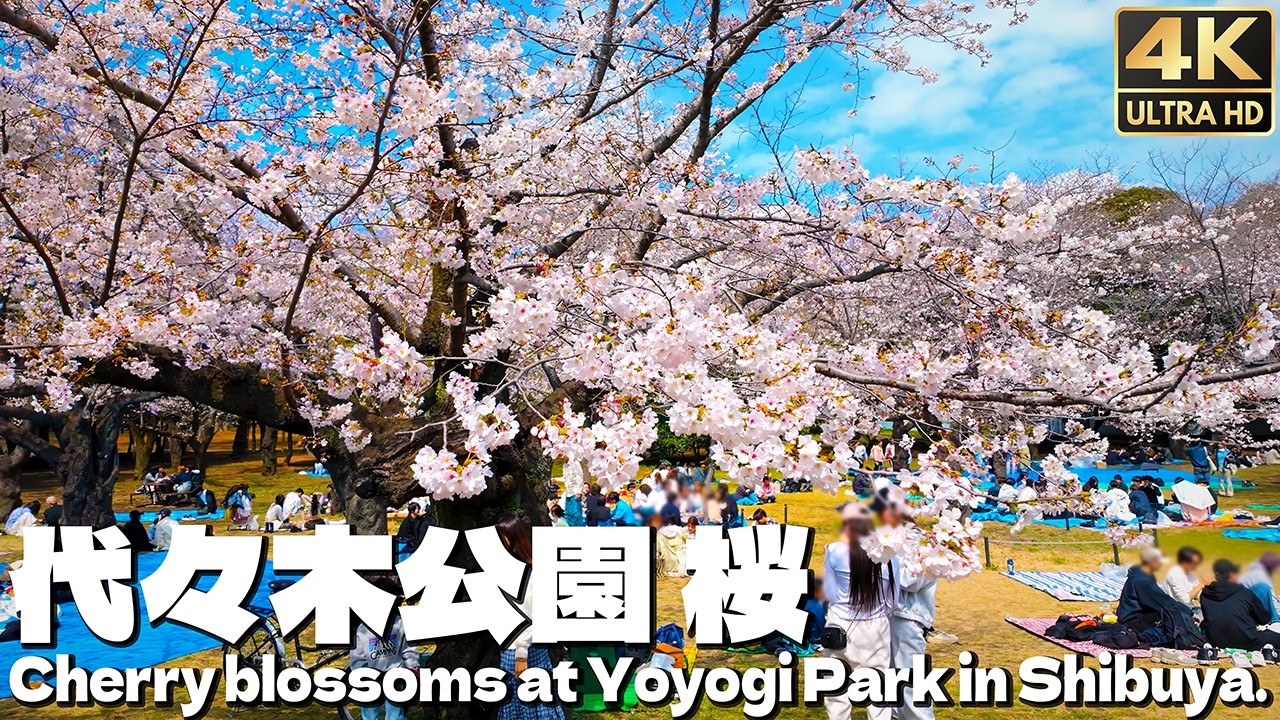 [4K] 花見客で賑わう 代々木公園 桜 2026.3.27 渋谷 / Cherry blossoms in Yoyogi Park, Shibuya, Tokyo, Japan.