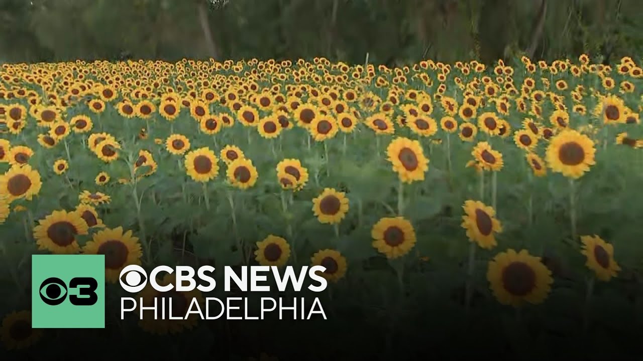 Dalton Farms in Swedesboro, NJ kicks off fall with Tri State Sunflower Festival