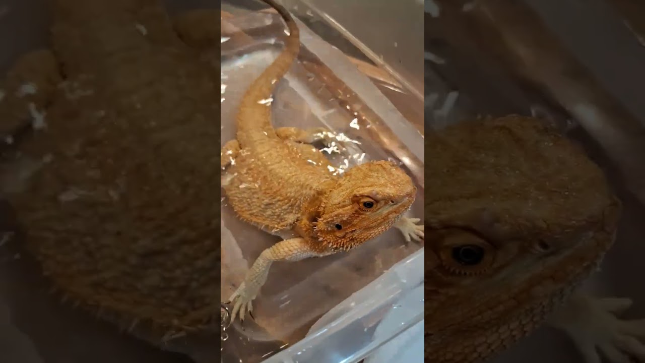 #beardeddragonlife #beardeddragonlover #Fiona #toothbrushbath #rottenbeardie #weloveourbeardie