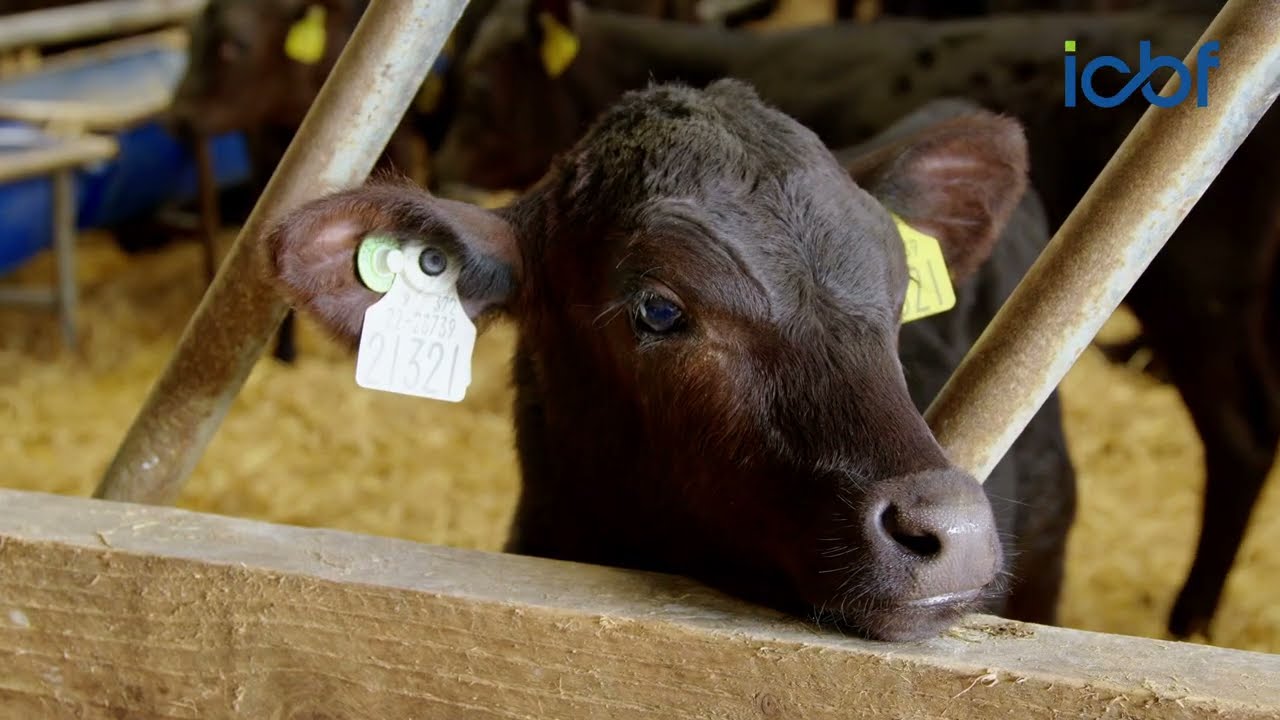 West Cork calf to beef farm focusing on high CBV | Commercial Beef Value Series