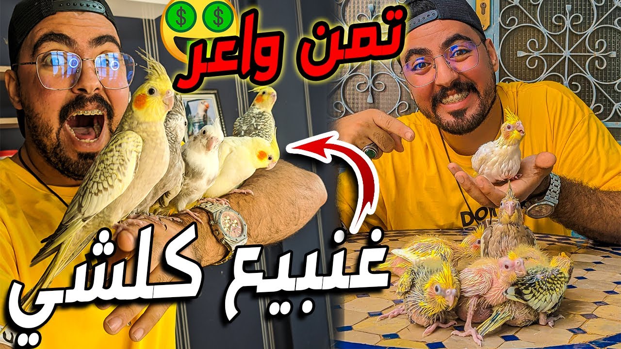 غادي نبيع ݣاع لفراخ 😭💰... باش نصافرو 😍