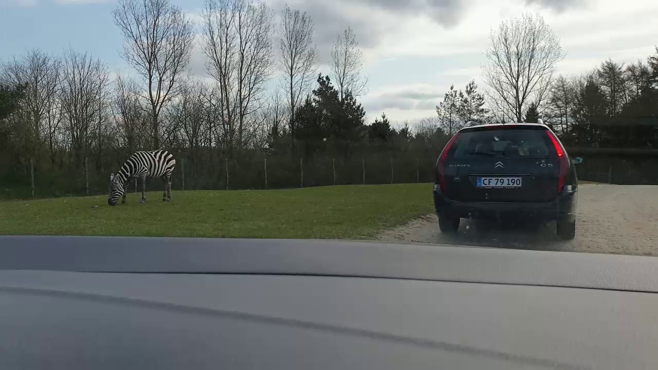 Safari Givskud Zoo !