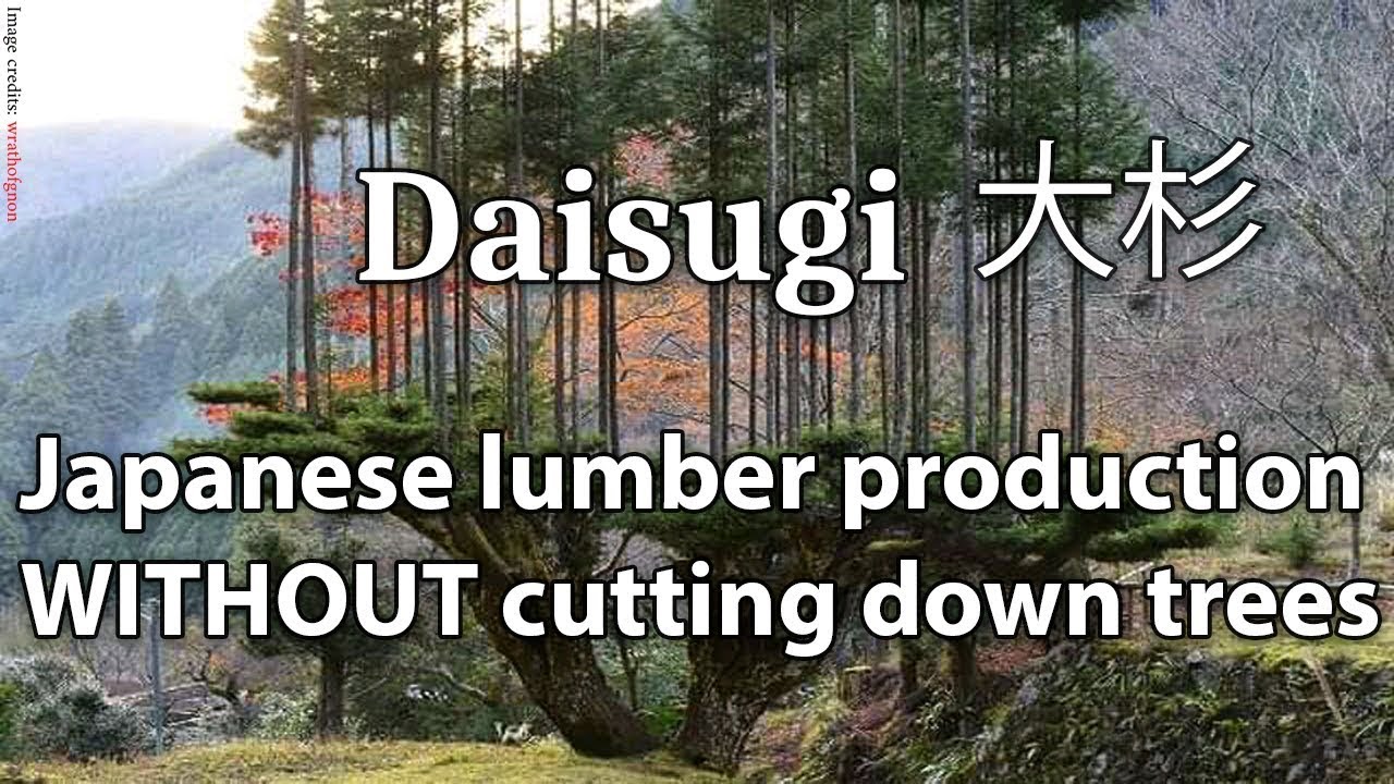 Ancient Japanese lumber production method without cutting down trees called 