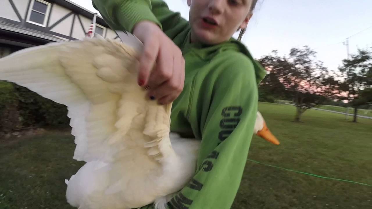 4h market duck showmanship pointers