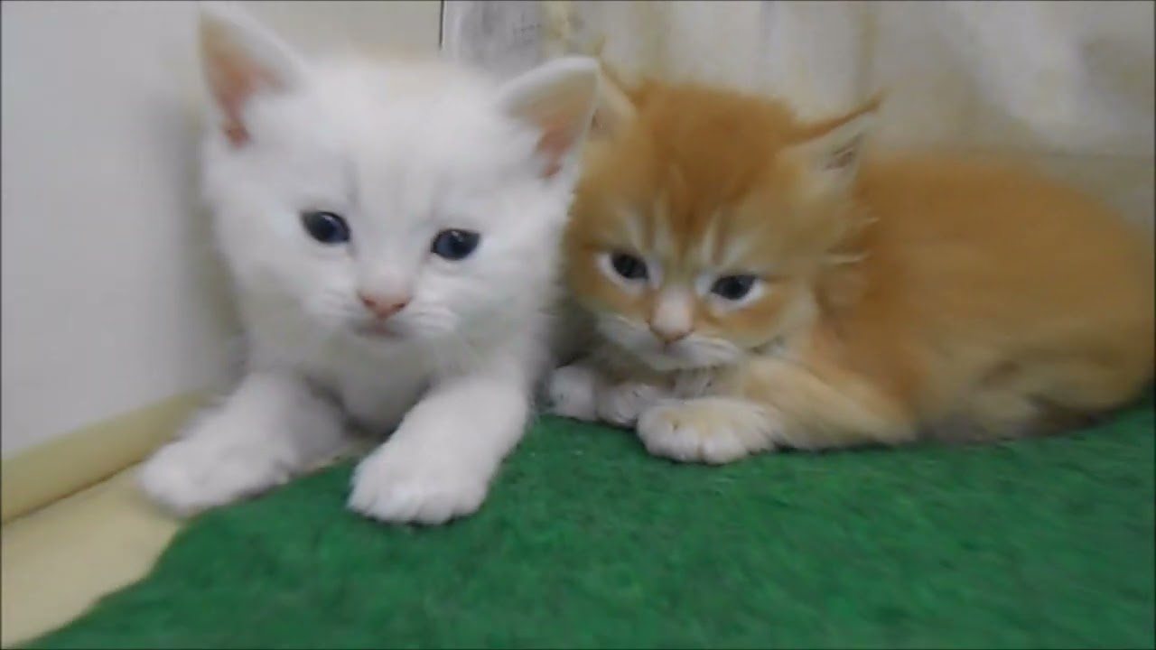 子猫販売京都　ウノペットサービス ミヌエット　20250128