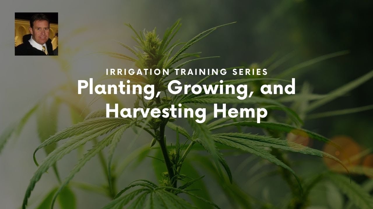Planting, Growing, and Harvesting Hemp​