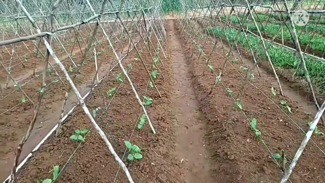 Unik !! lanjaran kacang panjang dari kayu !