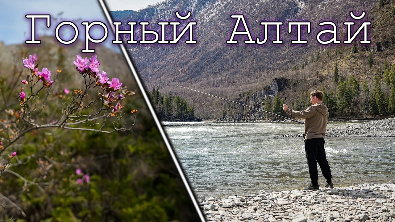 Горный Алтай в Мае. Праздник Цветение Маральника. Национальный Колорит и Рыбалка