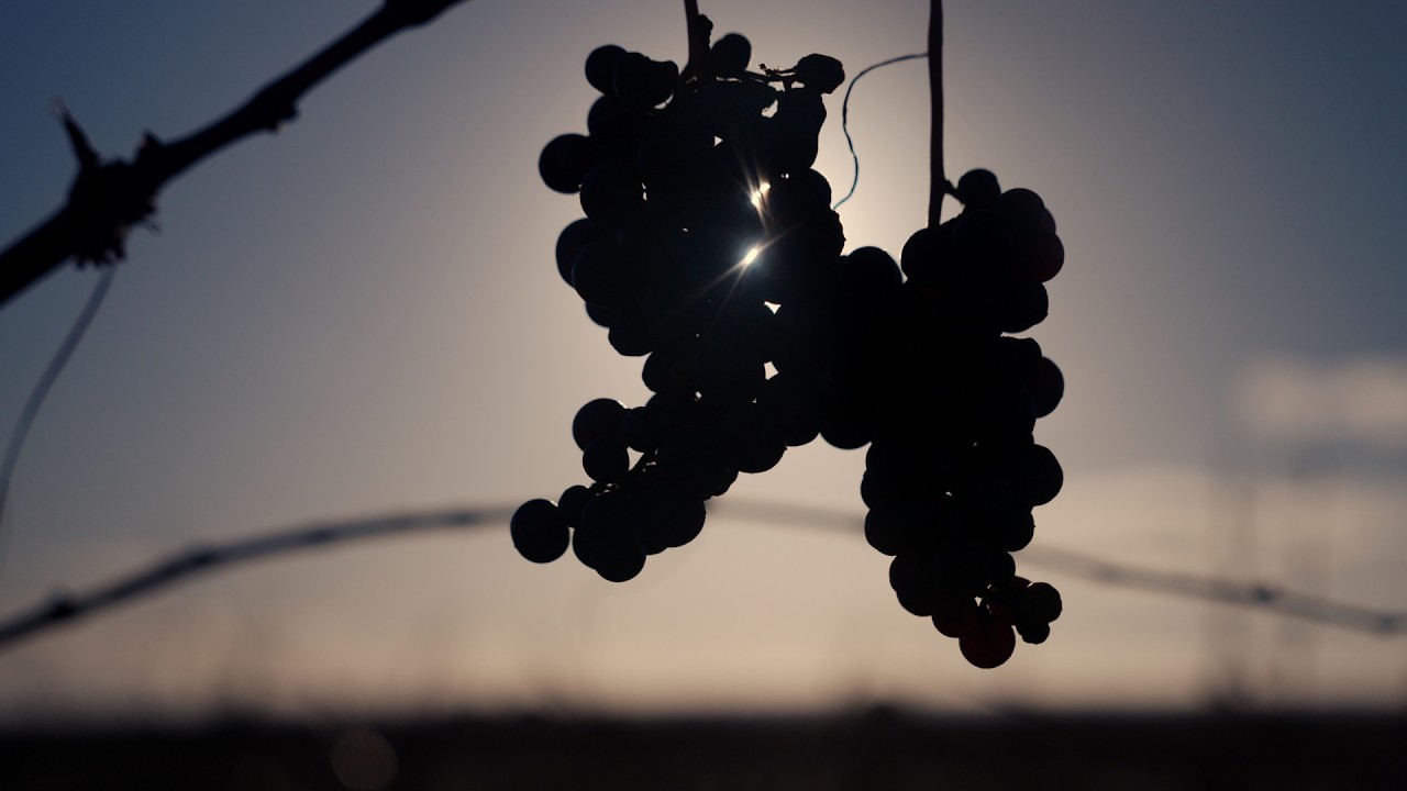 A quién financiamos: Bodega de Matasnos