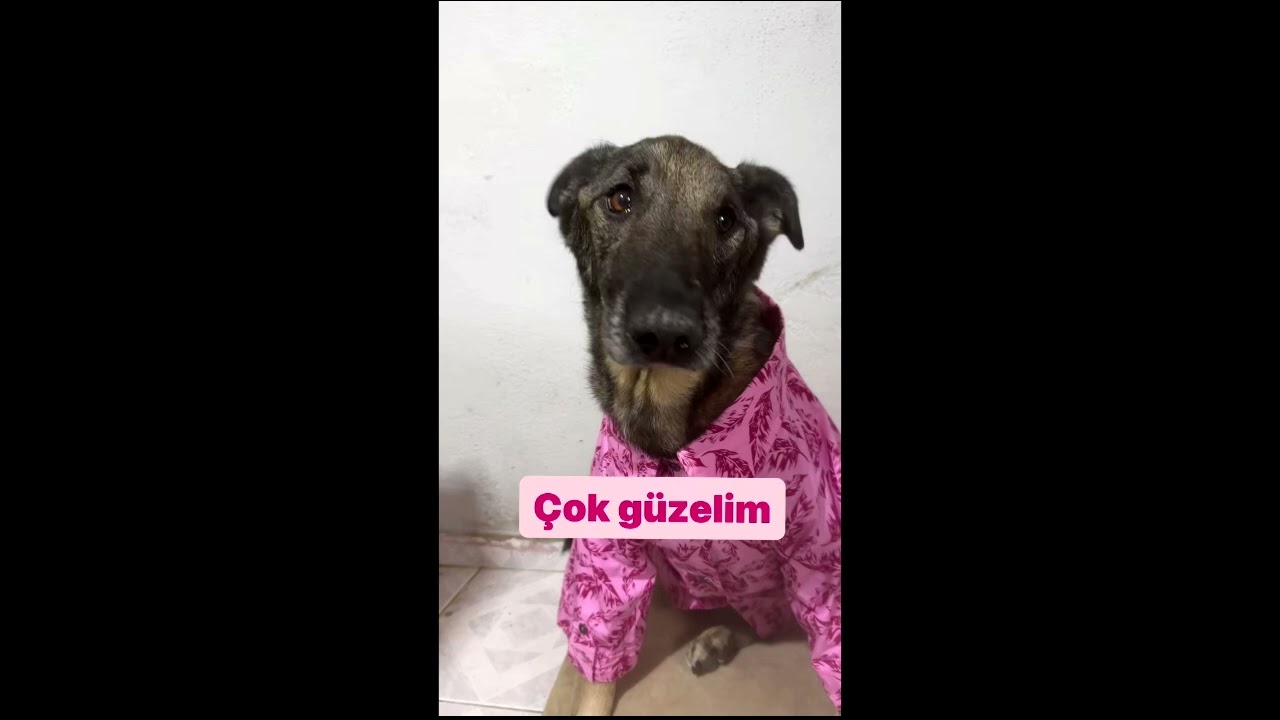 Ari Barokas - Salaksın (cover)