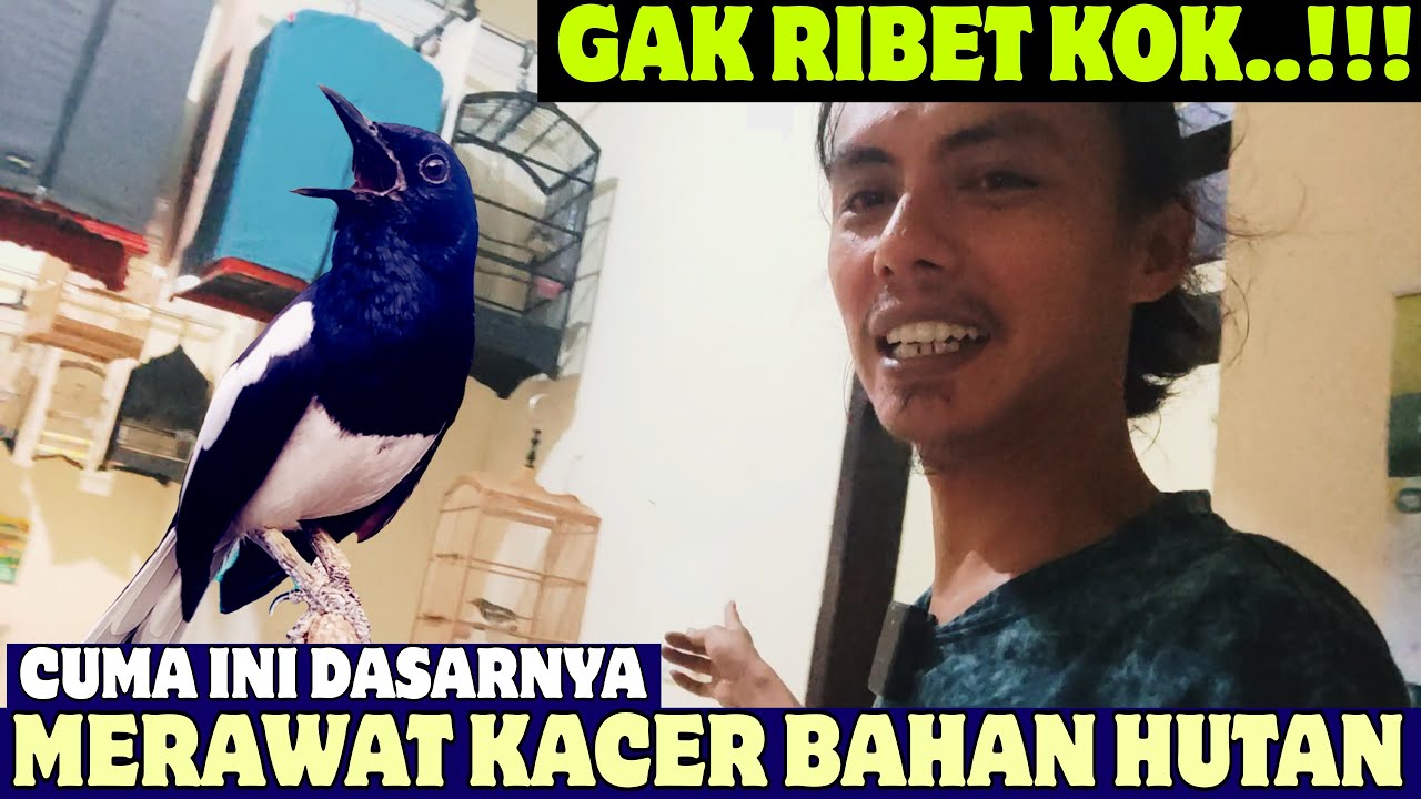 GAK RIBET KOK ‼️ CUMA INI DASARNYA MERAWAT KACER BAHAN HUTAN